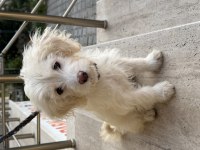 4 Aylık Aşılı Çipli Maltipoo