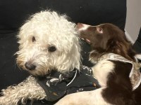 7 aylık dişi border collie köpeğimiz stella