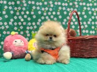 Pomeranian yavrular