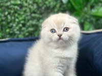 Scottish Fold Sevimli Yavru