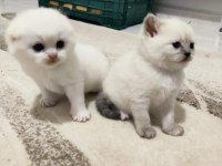 Scottish Fold Güzellikler