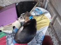 2,5 aylık dişi Beagle