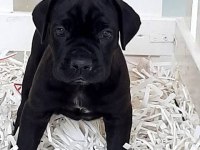 %100 orjinal cane corso yavrular kredi kartı geçerlidir