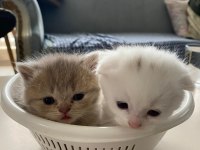 2 Aylık Kediler Tuvalet Eğitimi Var
