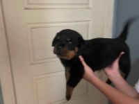 Son 2 Erkek Yavru Rottweiler Irtıbata Gecebılırsınız