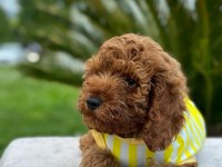 Tüy yumağı toy poodle yavrularım
