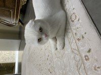 Scottish fold yavrumuza yuva ücretsiz sahiplendirme