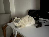 6 aylık shorthair kedimize yuva arıyoruz