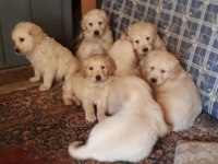 Golden retriever yavrular