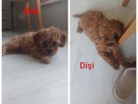 4 Dişi Ve 2 Erkek Yavru Köpeklerimiz