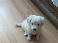 Yavru dişi köpeğimiz