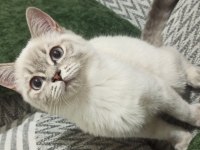 3 Aylık Mavi Gözlü iki adet Blue Point British Shorthair