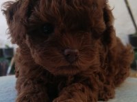 Teddy Face Toy Poodle