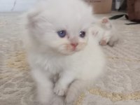 Scottish fold long hair yavruları