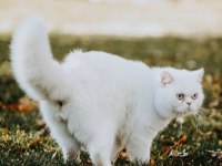 2 yaşında oğlumuzu sahiplendirecez british shorthair