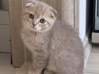 İnsan canlısı sosyal Scottish fold