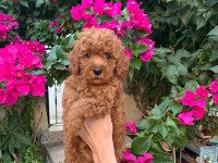 SHOW KALİTE KIVIR KIVIR TOY YAVRULAR POODLE