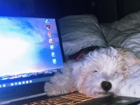 5 aylık maltipoo yavru