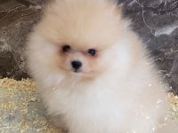 Teacup pomeranian