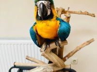 10 Aylık Macaw Papağanımız