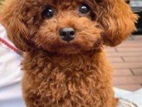 Toy Poodle