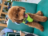 Poodle paskalımıza gerçekten bakacak bir aile arıyoruz