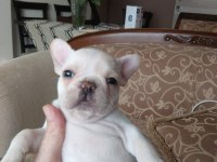 Mükemmel form 45 günlük bebek french bulldog