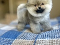 AYI SURAT POMERANİAN BOO YAVRULAR
