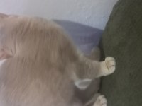 Sahiplendirilecektir british shorthair