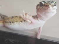 Geckolarımızı sahiplendirmek