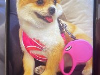 Pomeranian toy poodle takas