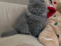 A kalite british longhair yavrularımız