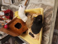 Sahibinden suriye hamster orjinal ele alışkındır