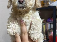 Maltipoo bebekleri