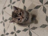 2 Ayrı Anneden Bir Dişi Ve Biri Erkek British Shorthair