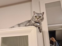 Scottish straight kızımızı sahiplendirmek istiyoruz