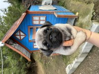Pug bebeklerimiz