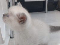 BRİTİSH SHORTHAİR BLUE POİNT DÜNYA TATLISI BEBEK KEDİMİZ