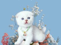 Scottish fold 2 Aylık Dişi