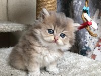 British longhair şecereli bebekler