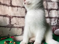 Scottish fold bs1133