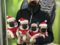 Pug Mops Yavrularımız