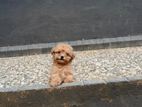 Güzel yüzlü yavru maltipoo