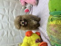 Erkek Dişi Pomeranian Yavrular
