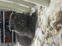 Scottish fold erkek kedimiz