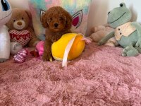 Toypoodle Yavrularımız