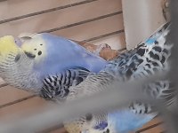 Yerli ev üretimi sağlıklı yeni yeme düşmüş yavrular
