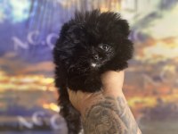 Kendini farklı hissedenler için pomeranian