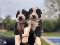 En Zeki ırk Border Collie