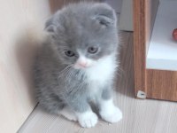 Bicolor Scottish Yavru Kedi Şehirdışı Gönderilir